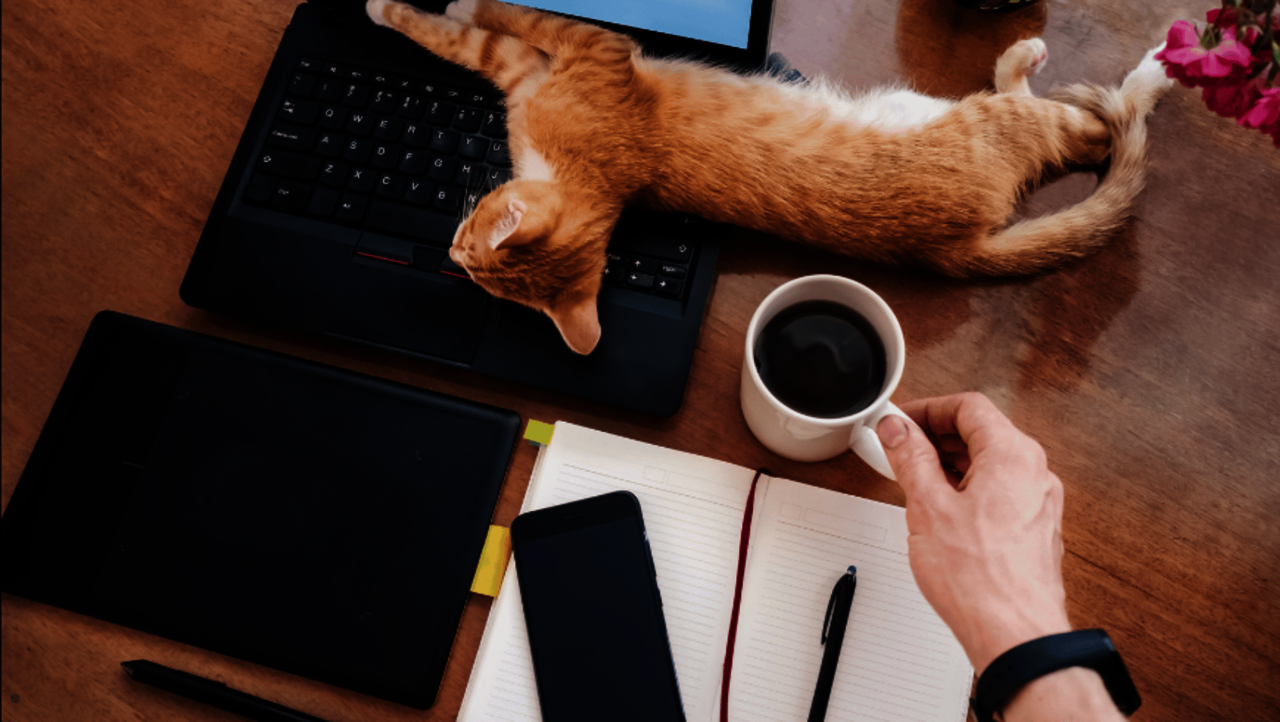 Kome Office - Katze liegt auf Laptoptastatur 