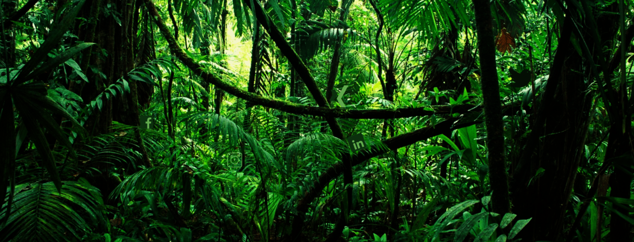Dschungel mit versteckten Social Media Icons
